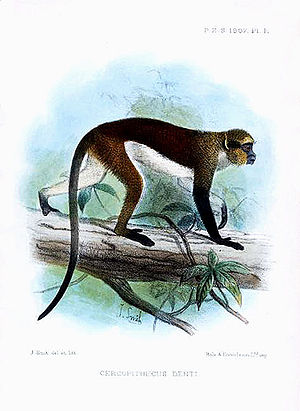 덴트모나원숭이