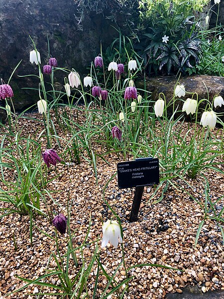 File:Snake's Head Fritillary garden.jpg