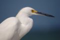 Snowy-egret-profile.jpg