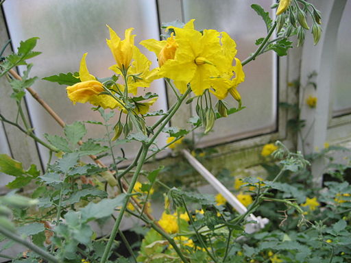 Solanum chilense (Flower)