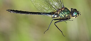 <i>Somatochlora graeseri</i> Species of dragonfly