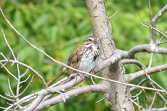 Song Sparrow (Melospiza melodia)