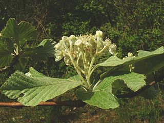 Whitebeam Subgenus of flowering plants, the whitebeams, in the rose family Rosaceae