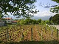 Vignette pour Viticulture en Bosnie-Herzégovine