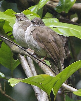 <span class="mw-page-title-main">Spectacled bulbul</span> Species of bird