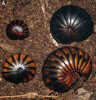 Three color morphs of Sphaeromimus musicus: red (upper left), brown (upper right), and "normal" (lower right), which resembles Zoosphaerium blandum (seen at lower left) Sphaeromimus musicus morphs.jpg