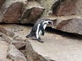 Islas Ballestas, Peru