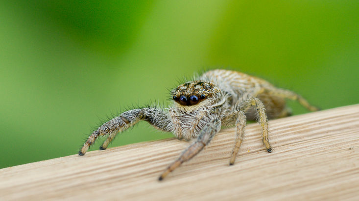 unIDed jump spider