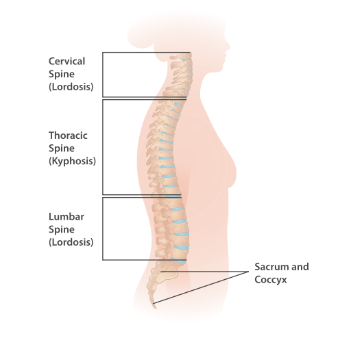 Spine