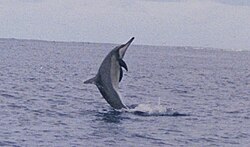 Spinner Dolphin at midway.jpg