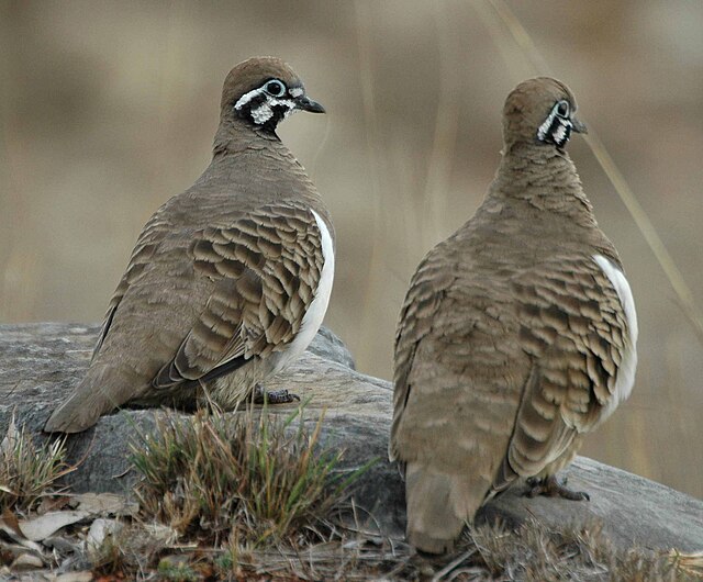 Buchstabentaube (Geophaps scripta)