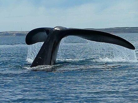 Tail of a southern right whale