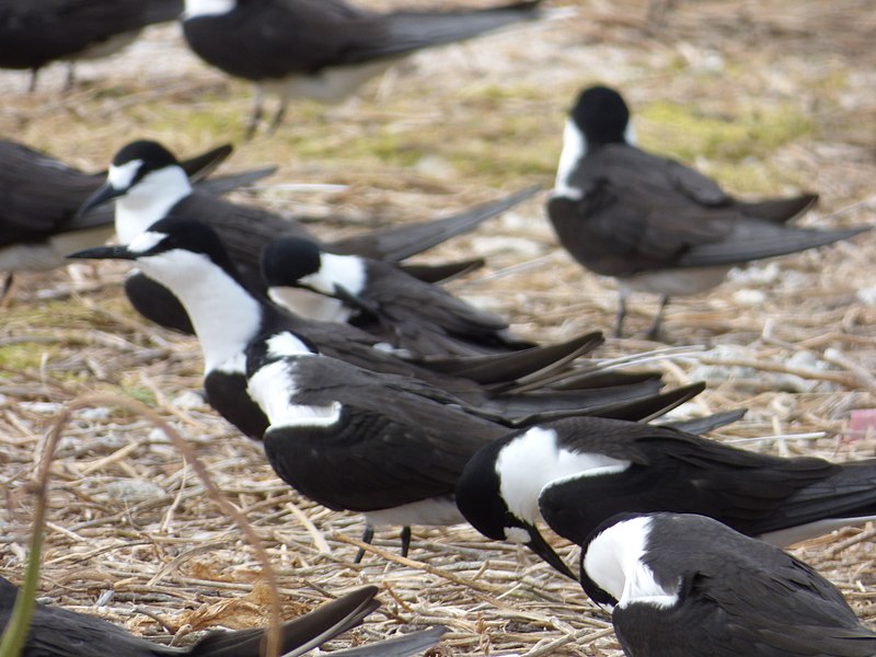File:Starr-150403-0273-Brassica juncea-Sooty Terns settling down-Southeast Eastern Island-Midway Atoll (25157809702).jpg