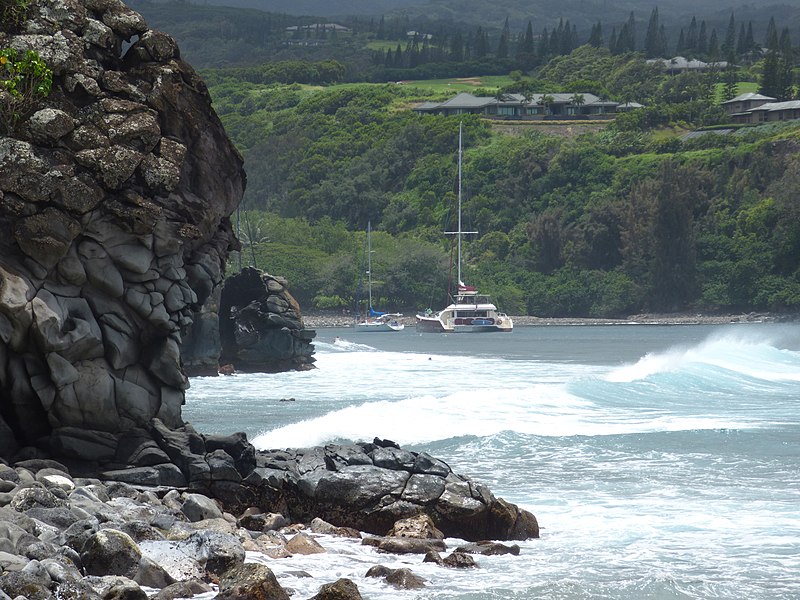 File:Starr-180421-0048-Casuarina equisetifolia-view bay and catamarans-Honolua Lipoa Point-Maui (29587777228).jpg