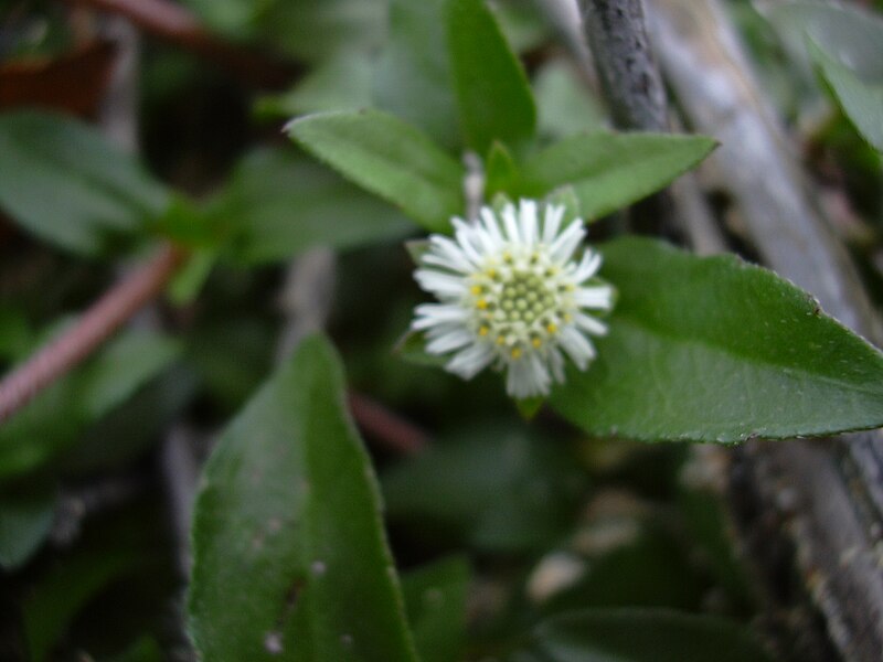 File:Starr 040323-0204 Eclipta prostrata.jpg