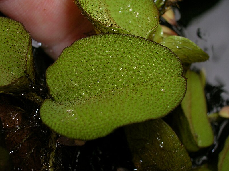 File:Starr 050415-0017 Salvinia molesta.jpg