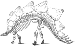 Perfil de estegossauro dino com espinhos e placas nas costas e