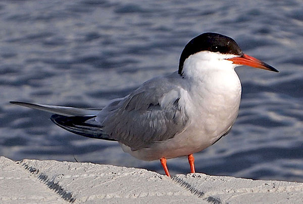 Adult S. h. hirundo in the harbour of Jyväskylä, Finland