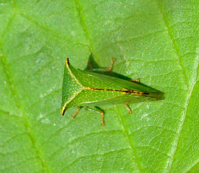 File:Stictocephala bisonia qtl1.jpg