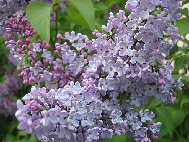 Lilac (color) - Wikipedia