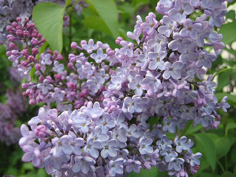 Lilacs: Read More - Arnold Arboretum