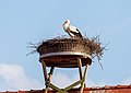 * Nomination Stork in nest in Stolzenroth in Upper Franconia --Ermell 06:08, 2 May 2020 (UTC) * Promotion  Support Good quality. --Aristeas 06:37, 2 May 2020 (UTC)