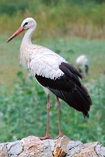 Cigogne blanche.