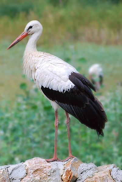 File:Stork (Palic, Serbia).jpg