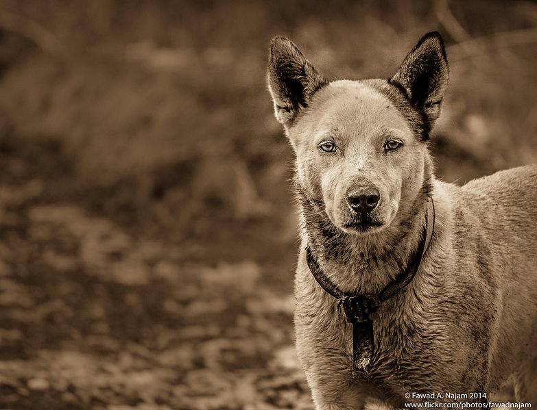 File:Stray Dog.jpg