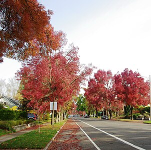 "Street_in_autumn_-_Salem,_Oregon.JPG" by User:Aboutmovies