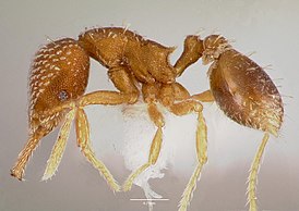 Strumigenys louisianae