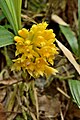 Calanthe densiflora