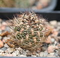 Sulcorebutia cantargalloensis VZ254, F1