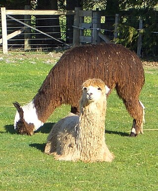 <span class="mw-page-title-main">Suri alpaca</span> Breed of alpaca