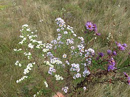 Foto de uma mão segurando três estacas de ásteres, cada uma com aproximadamente 45 centímetros (18 polegadas) de altura.  As flores nas estacas podem ser descritas da seguinte forma.  Na extrema esquerda está o aster branco da charneca (Symphyotrichum ericoides), que tem cerca de 80 flores brancas com centros amarelos claros.  Esta planta tem a menor flor das três.  Na extrema direita está o aster da Nova Inglaterra (Symphyotrichum novae-angliae), que tem cerca de 20 cabeças de flores roxas com centros amarelos profundos.  Esta planta tem a maior flor das três.  No centro está o aster ametista híbrido (Symphyotrichum x amethystinum), que possui cerca de 85 botões de flores de lavanda com centros amarelos médios.  Esta planta possui botões de flores de tamanho e cor intermediários entre seus dois progenitores.