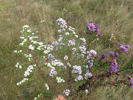 Photo of a hand holding three cuttings of asters, each approximately 45 centimeters (18 inches) tall. The flowers on the cuttings can be described as follows. On the far left is white heath aster (Symphyotrichum ericoides) which has about 80 white flower heads with light yellow centers. This plant has the smallest flower heads of the three. On the far right is New England aster (Symphyotrichum novae-angliae), which has about 20 deep purple flower heads with deep yellow centers. This plant has the largest flower heads of the three. In the center is the hybrid amethyst aster (Symphyotrichum x amethystinum), which has about 85 lavender flowers heads with medium yellow centers. This plant has flower heads that are size and color intermediate between its two parents.