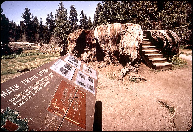 File:THE MARK TWAIN STUMP; FELLED IN 1891 - NARA - 542721.jpg