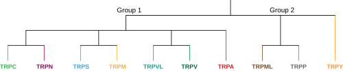 Transient Receptor Potential Channel