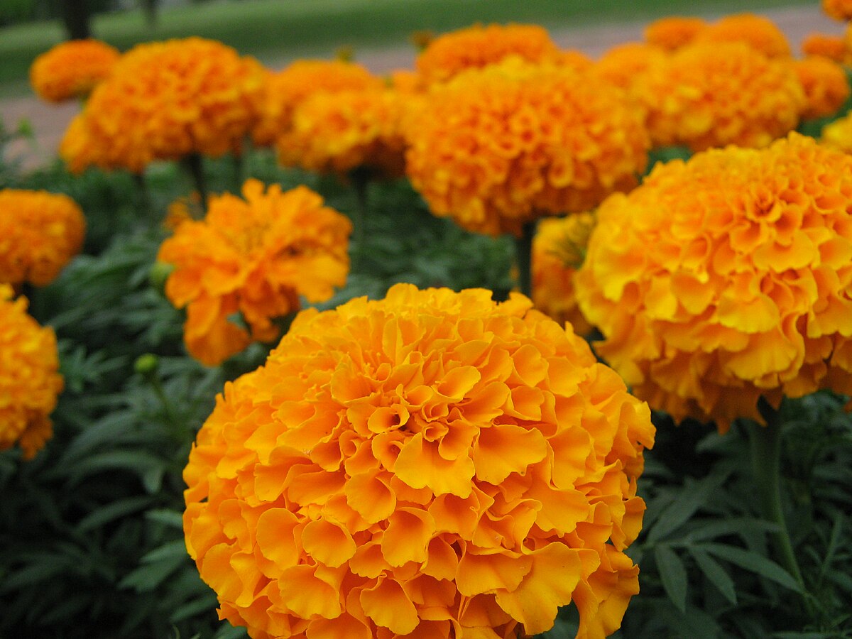 Tagetes patula – Wikipédia, a enciclopédia livre