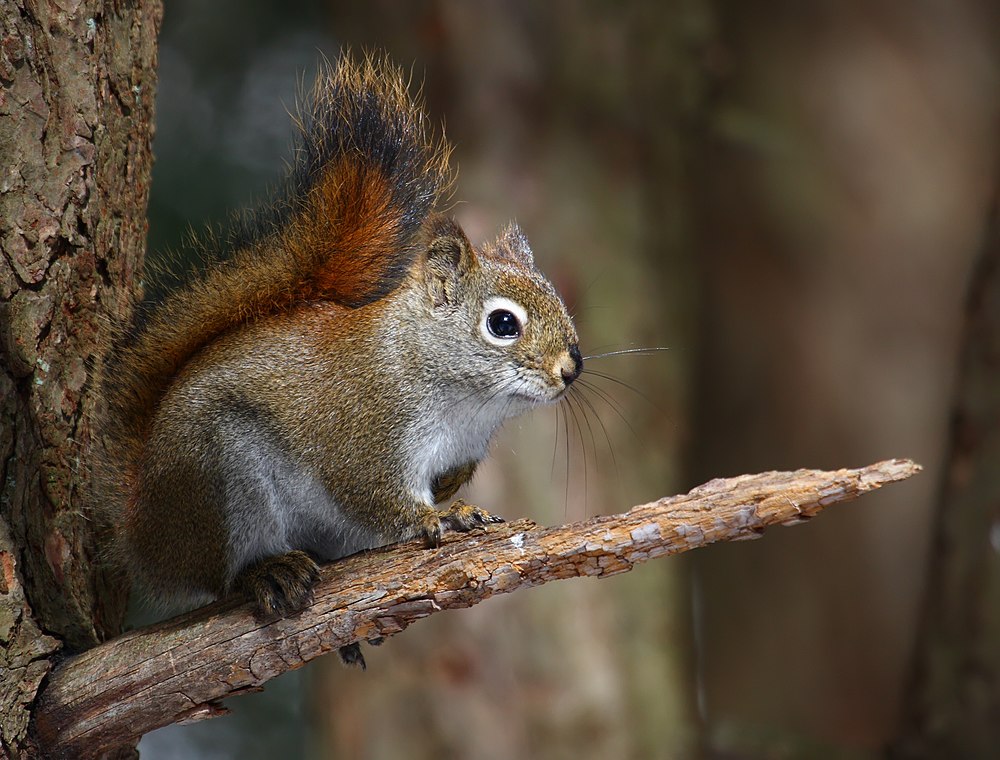 The average adult weight of a American red squirrel is 200 grams (0.44 lbs)