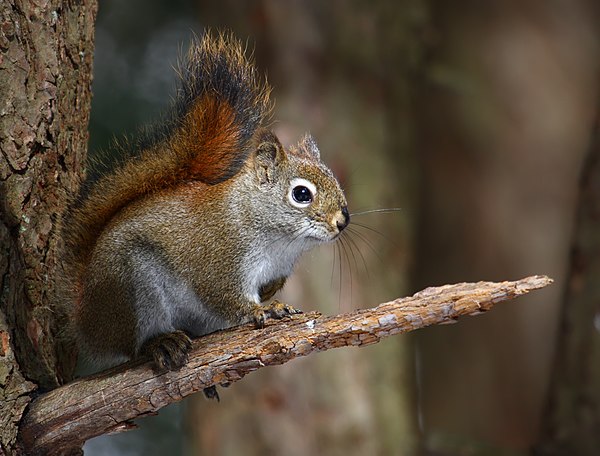 American red squirrel (Tamiasciurus hudsonicus)