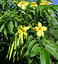 Thumbnail for File:Tecoma stans, flowers+pods.jpg