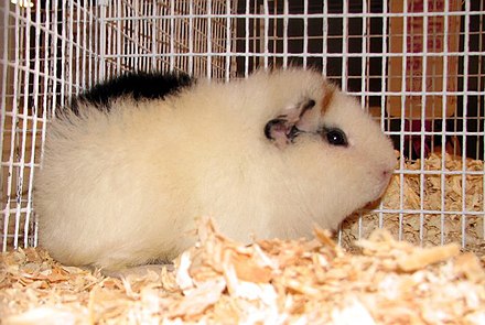 teddy bear guinea pigs for sale near me