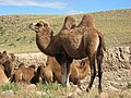 Los camellos bactrianos salvajes están gravemente amenazados. Sus ancestros se originaron en Norteamérica.