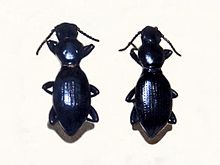 Tenebrionidae - Mesostena puncticollis.JPG