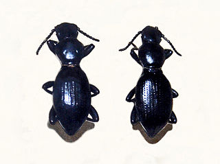 <i>Mesostena puncticollis</i> Species of beetle