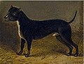 Terrier1802.jpg