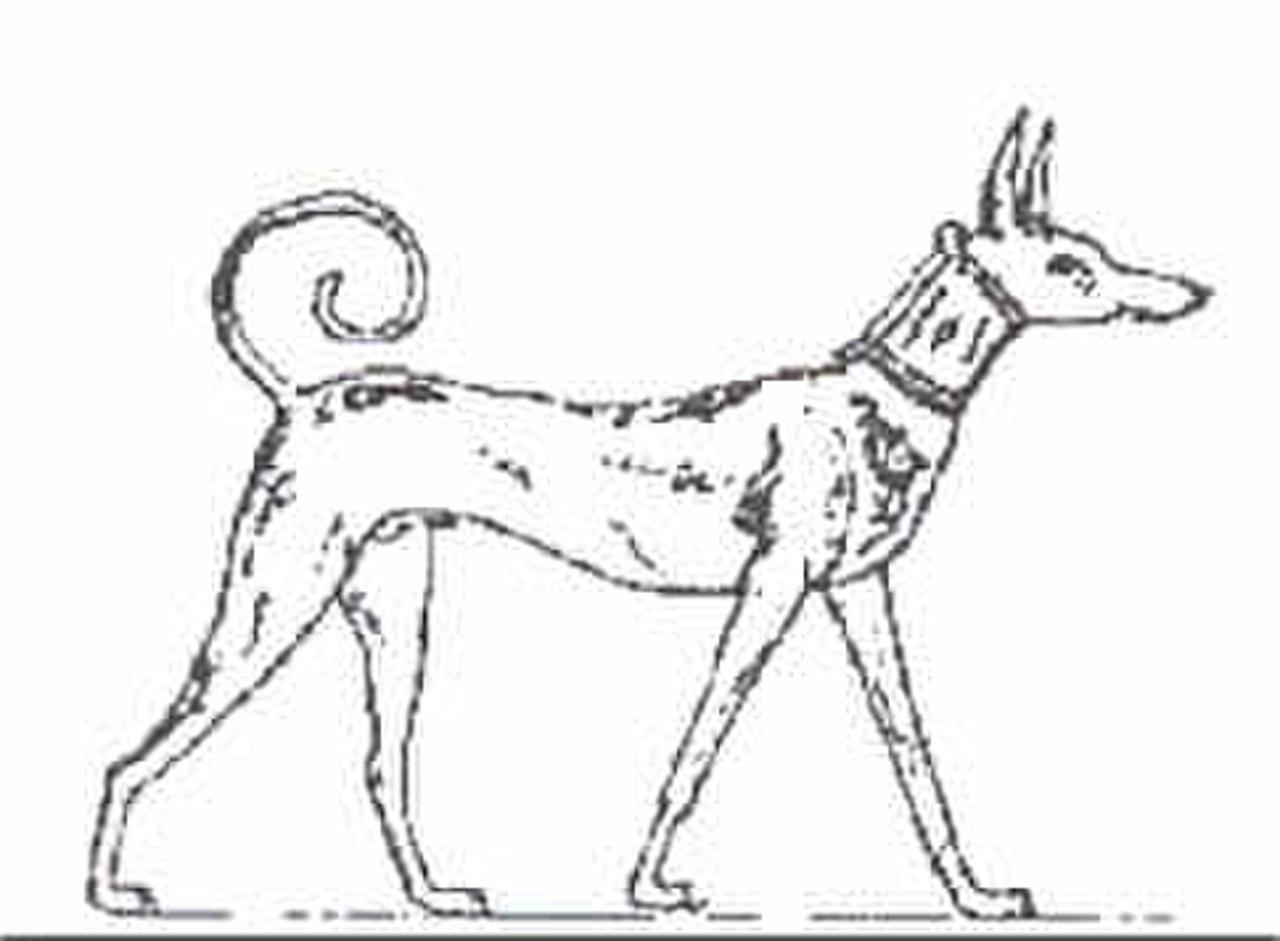 Тесем собака Древнеегипетская