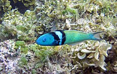 Thalassoma bifasciatum (bluehead wrasse) (San Salvador Island, Bahamas) 3 (16152119455).jpg