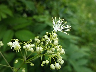 <i>Thalictrum pubescens</i> Species of flowering plant